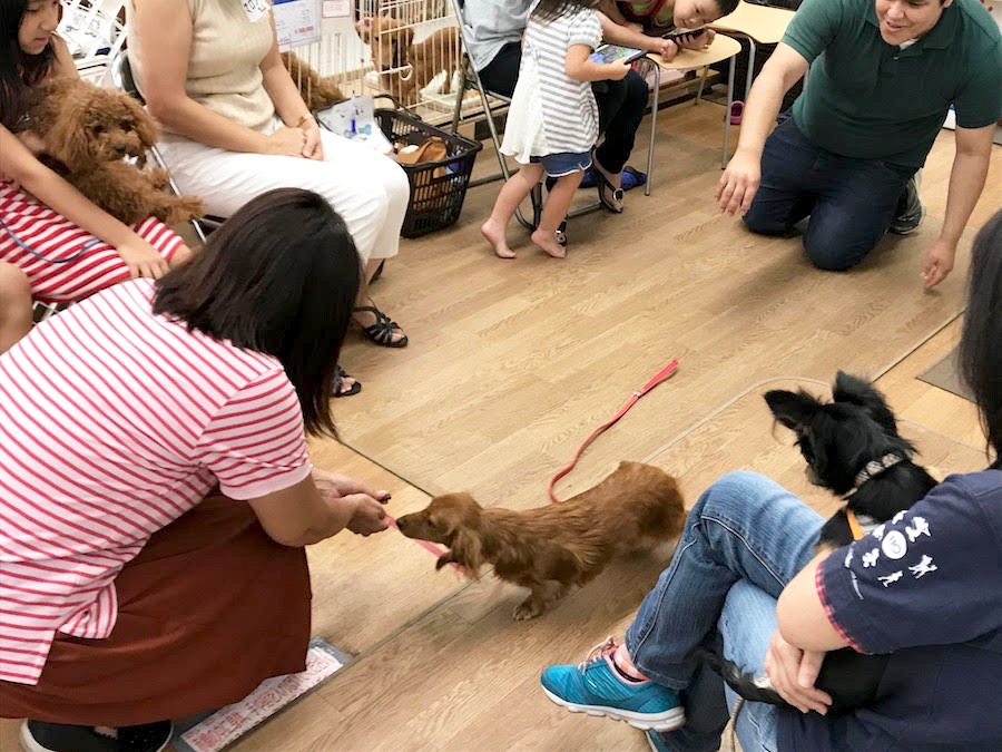 緊張してママの後ろに隠れていたラミちゃんも頑張りました！ - マルワン相模大塚店 | 【しつけ教室】マルワン×アニコム合同イベント！