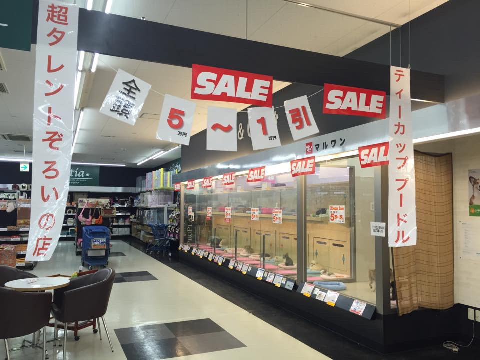 志村坂下店 | 【スーパーセール追加開催!】白楽店・城山店・本羽田店・志村坂下店