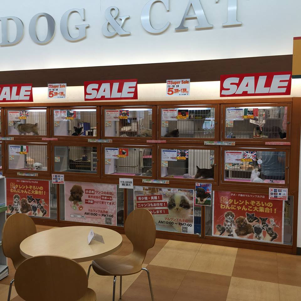 下丸子店 SALE INFORMATION<