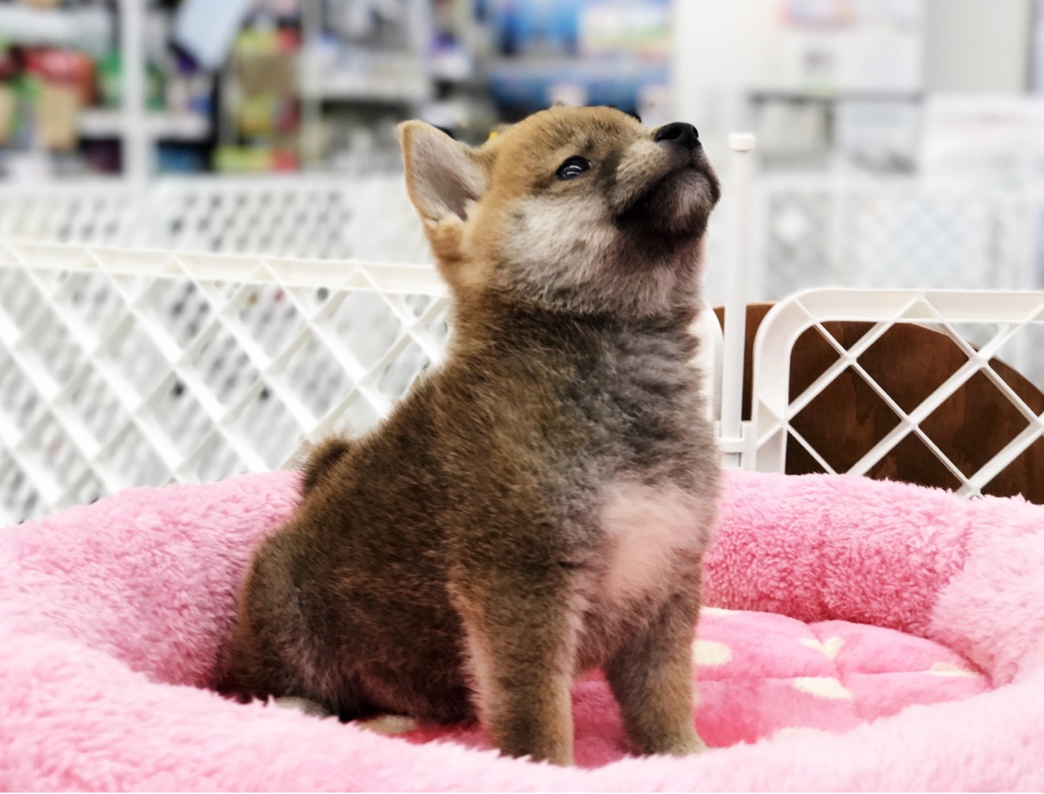 柴犬 - マルワン東日暮里店