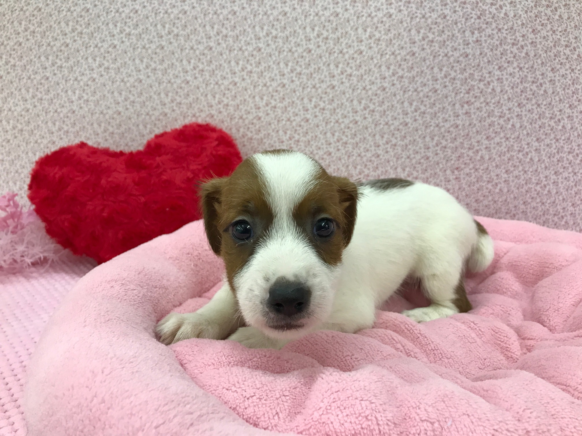 ジャックラッセルテリア - マルワン鎌ヶ谷店