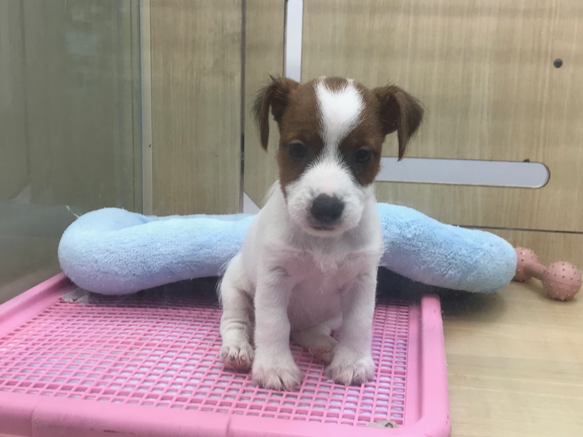 ジャックラッセルテリア - マルワン鎌ヶ谷店