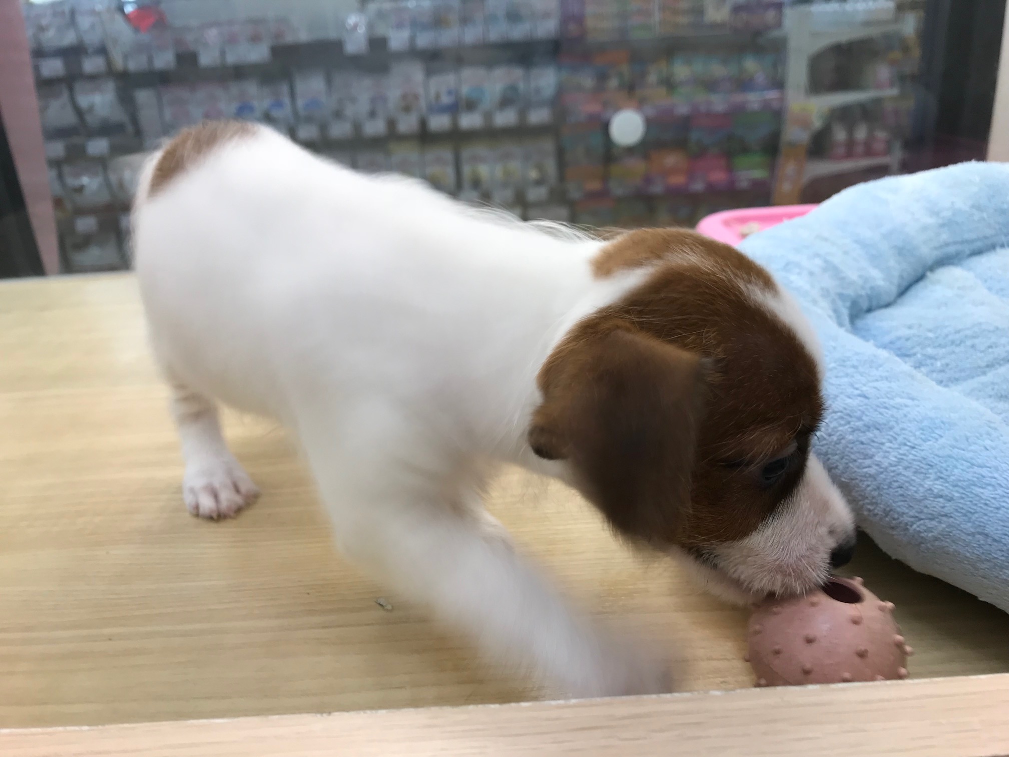 ジャックラッセルテリア - マルワン鎌ヶ谷店