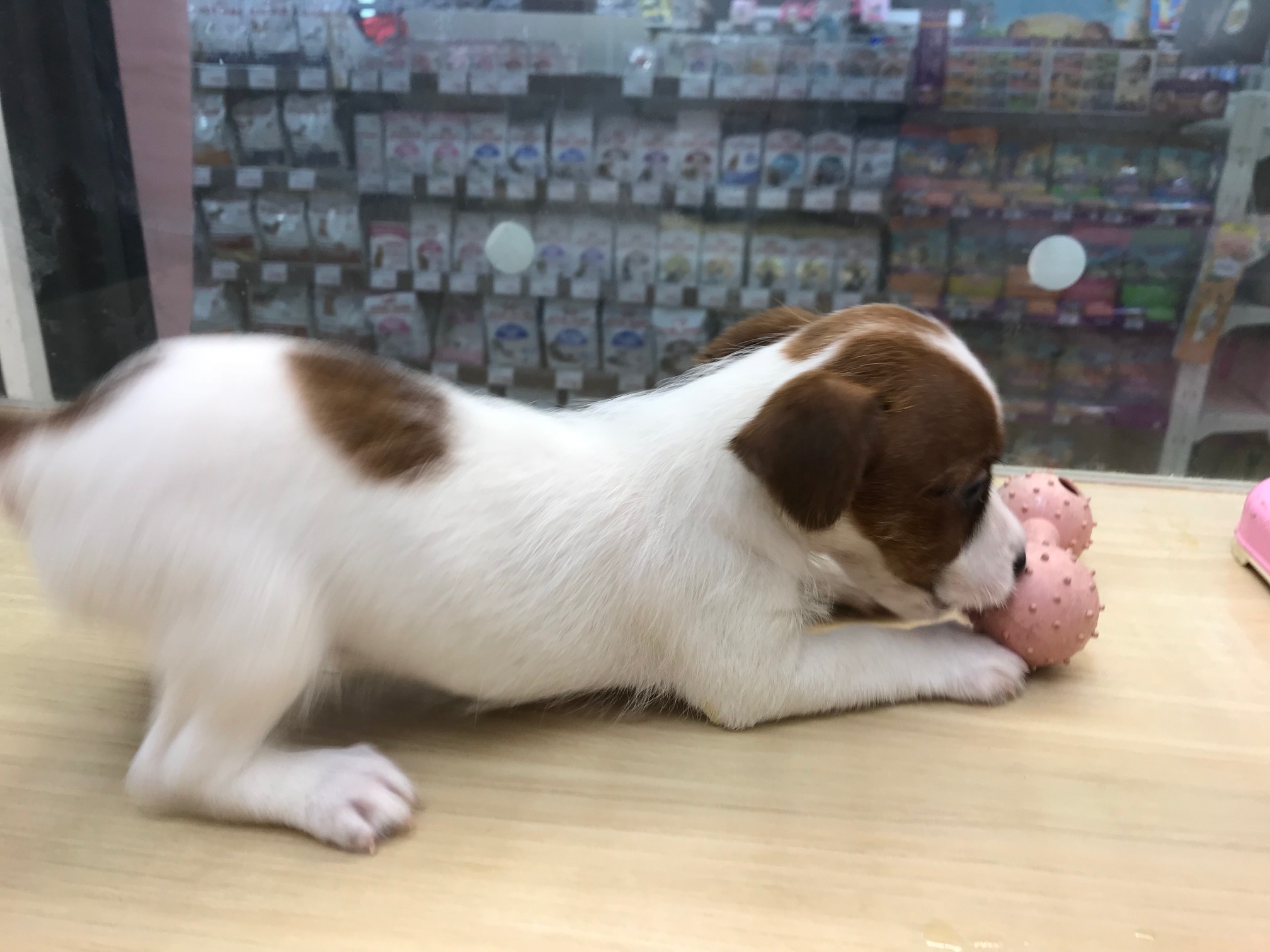 ジャックラッセルテリア - マルワン鎌ヶ谷店