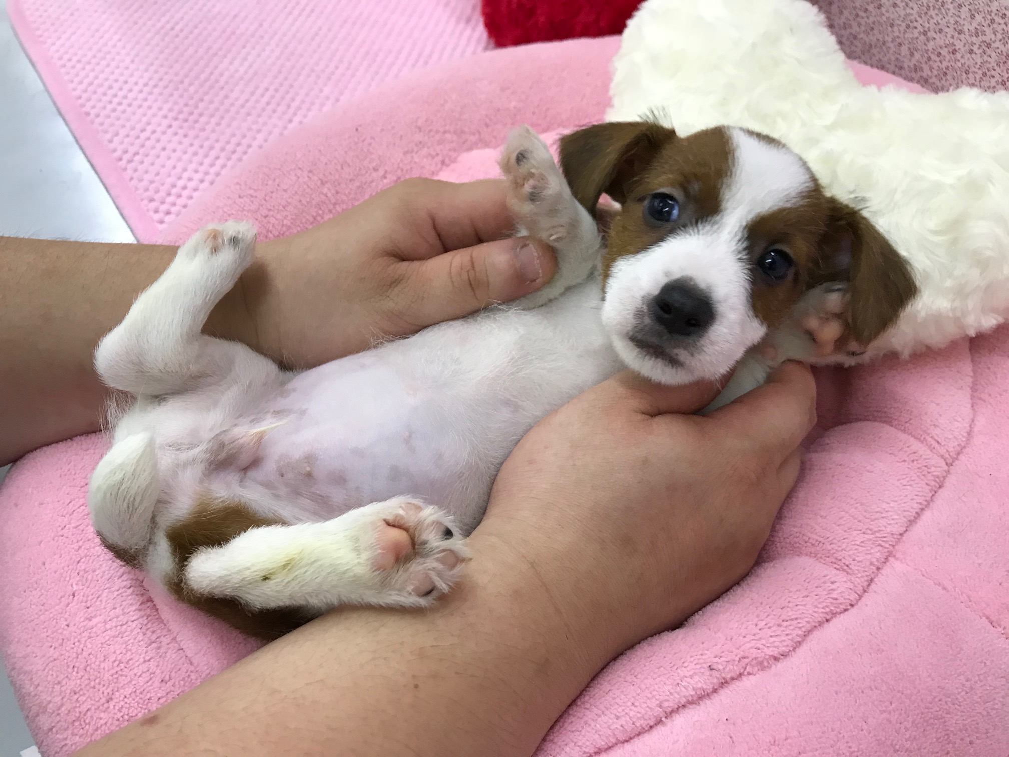 ジャックラッセルテリア - マルワン鎌ヶ谷店