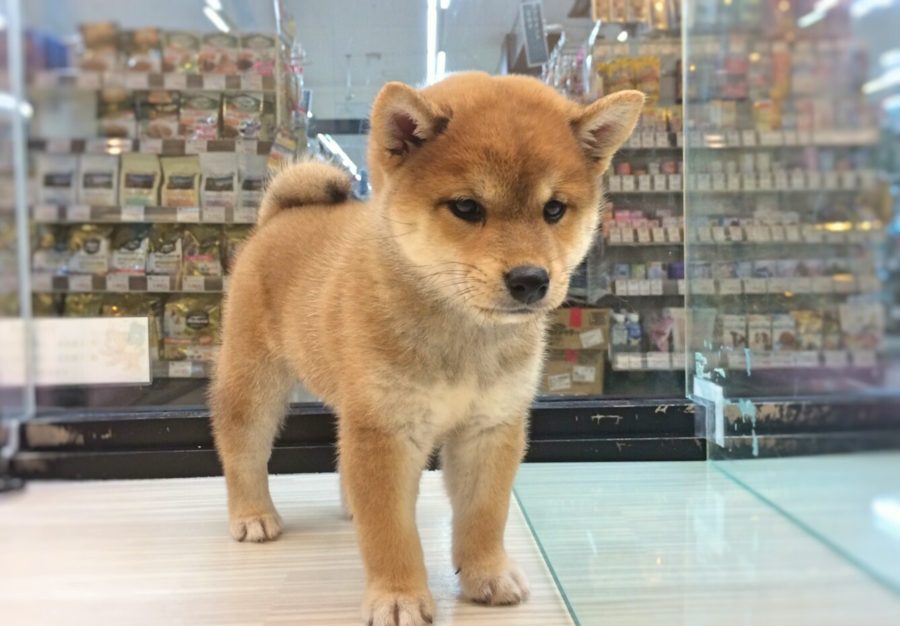 【柴犬】もち顔！もち尻！もっちりボディ！もち度100％ベイビー登場！！：武蔵浦和店PickupベイビーNo.412626