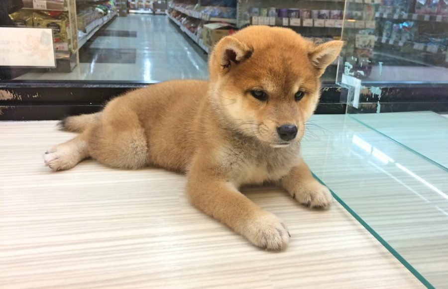 柴犬 - マルワン武蔵浦和店