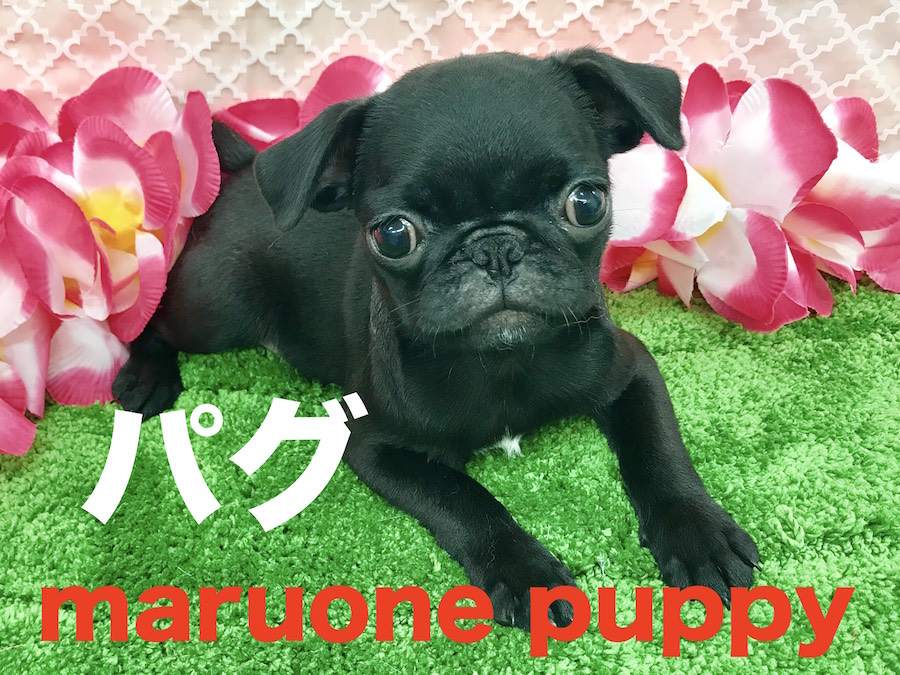 【黒パグ】ぶちゃ顔好きは見逃せない！周りを笑顔に変えるブラパグパワー！！梅島店オススメベイビー！No.119047