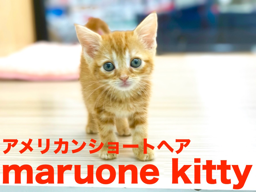 【アメリカンショートヘア】可愛すぎ閲覧注意！あなただけに教えるココスゴPointをご紹介！！今宿店オススメベイビーNo.120073