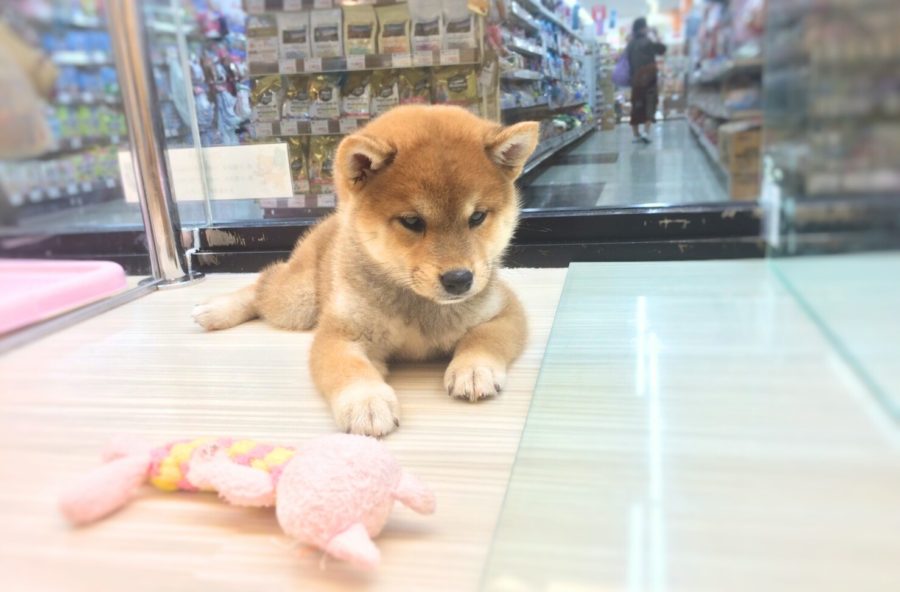 柴犬 - マルワン武蔵浦和店