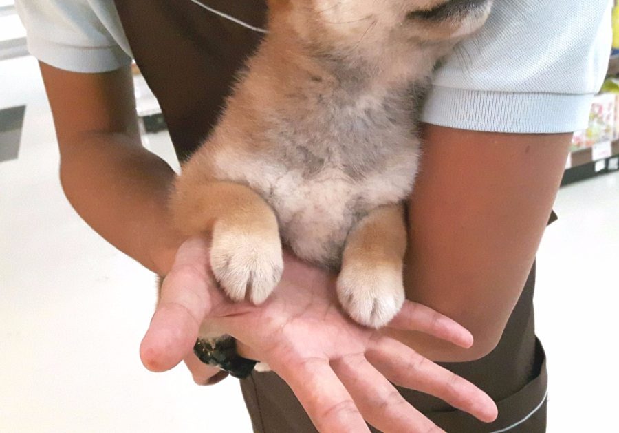 柴犬 - マルワン武蔵浦和店