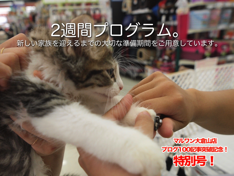 【大倉山店特別号！】ブログ100記事突破記念！大倉山店のオリジナルトレーニング＆サポート一挙公開！