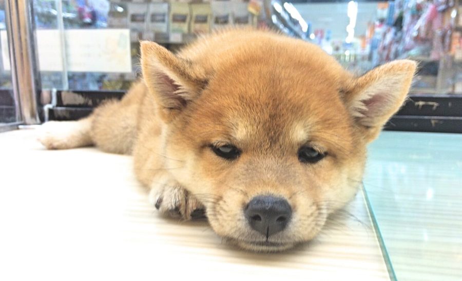 柴犬 - マルワン武蔵浦和店