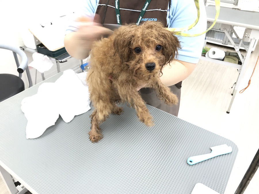 【トイ・プードル】在店パピーをカットしてみた！まりもスタイルから小顔美人へ大変身！：本羽田店発