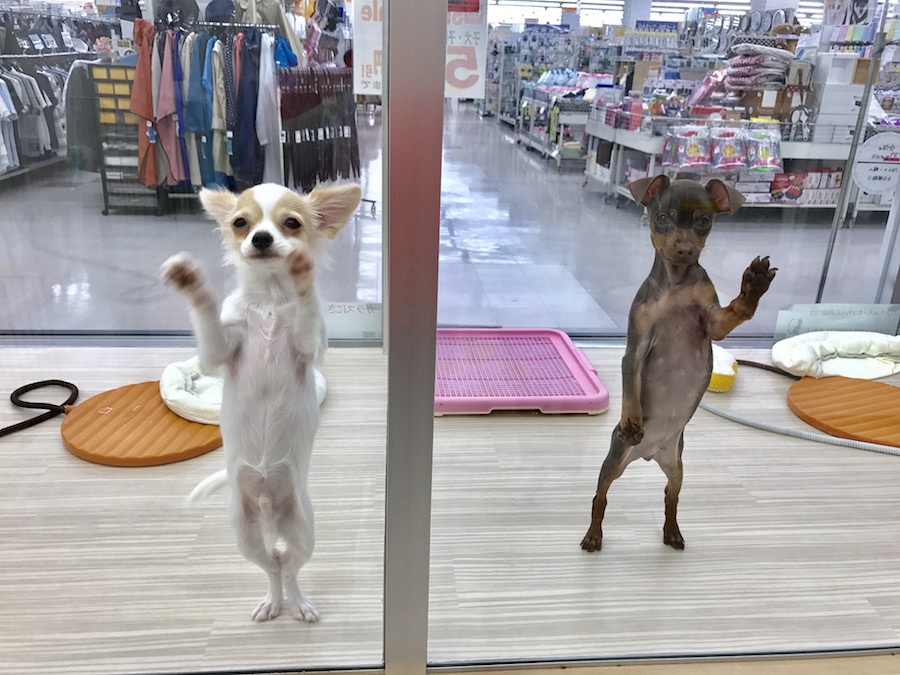 【パピー紹介企画】芸達者が集結!本羽田店M-1グランプリ!