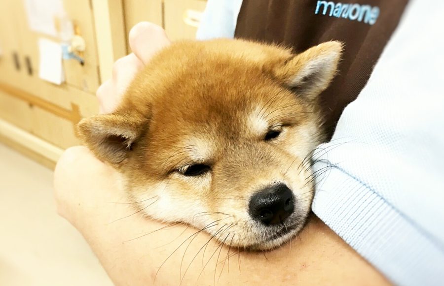 柴犬 - マルワン武蔵浦和店