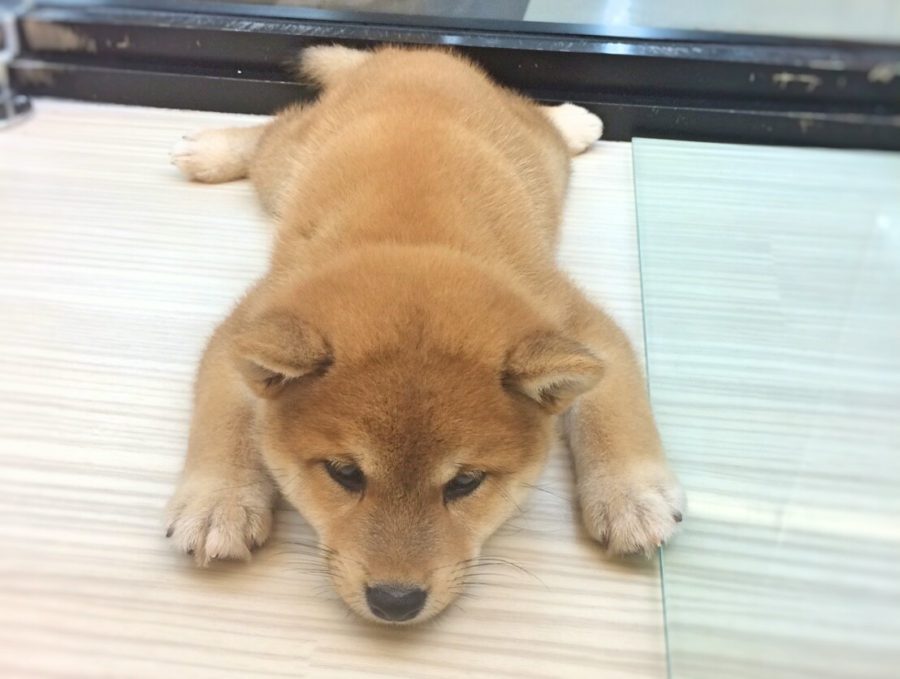 柴犬 - マルワン武蔵浦和店