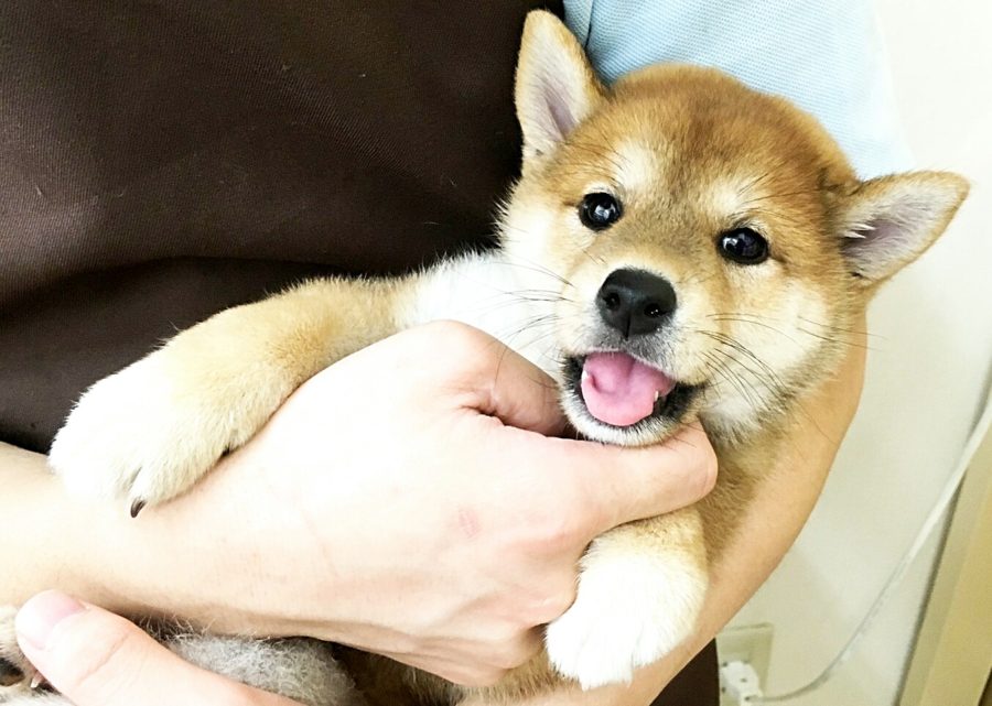 柴犬 - マルワン武蔵浦和店