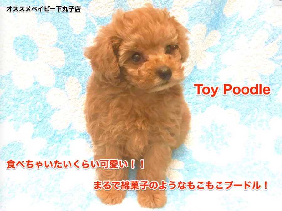 【トイ・プードル】可愛すぎて食べちゃいたい！？まるで綿あめのようなもこもこトイプードル！：下丸子店オススメベイビーNo.116186