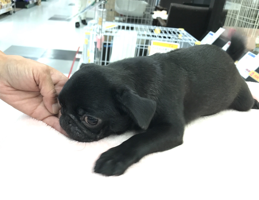 慣れてきたら、手を開いてなでなで… | 黒パグ - マルワン梅島店