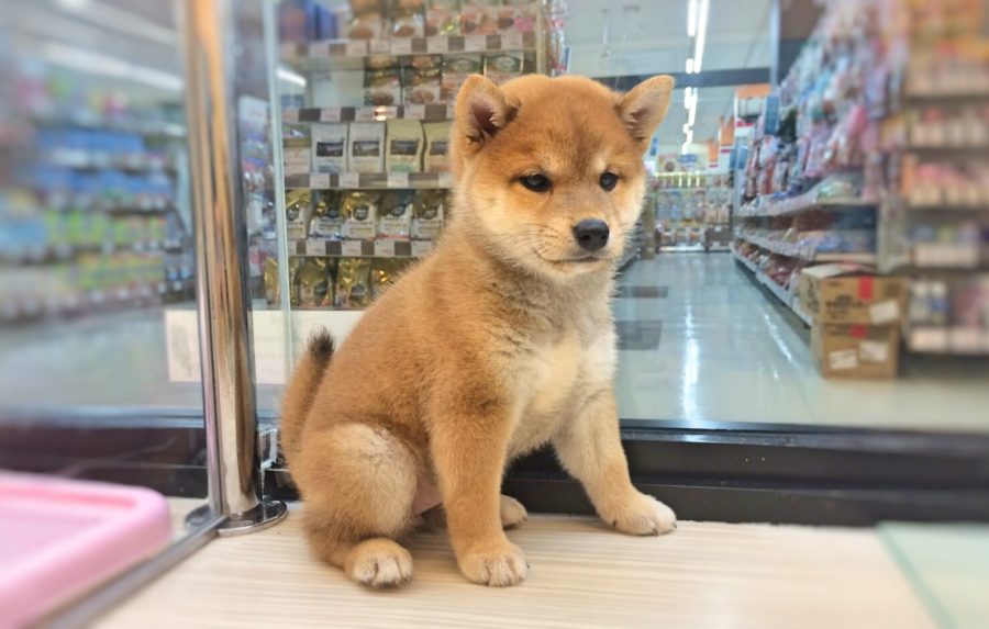 柴犬 - マルワン武蔵浦和店