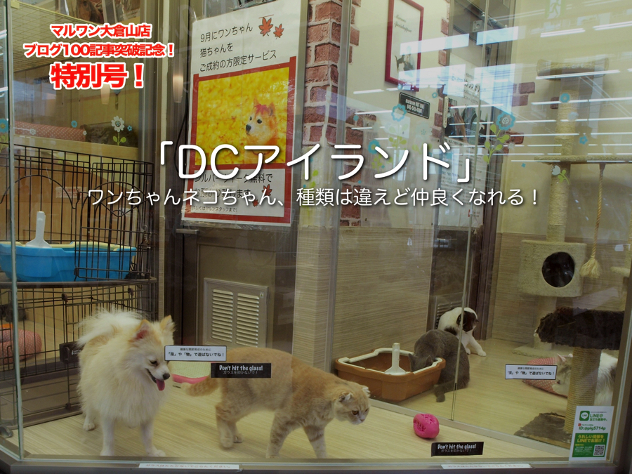 【大倉山店特別号！】ブログ100記事突破記念！大倉山店のオリジナルトレーニング＆サポート一挙公開！