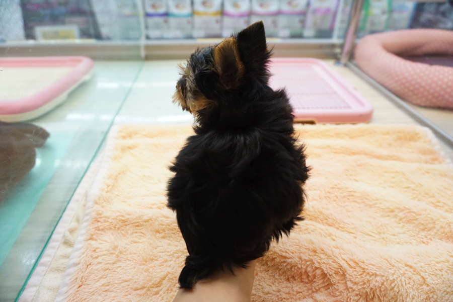 後ろからみるとウサギちゃんみたい | ヨークシャーテリア - マルワン大倉山店