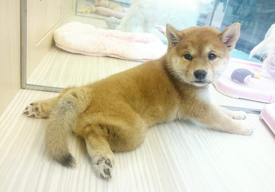 柴犬 - マルワン武蔵浦和店