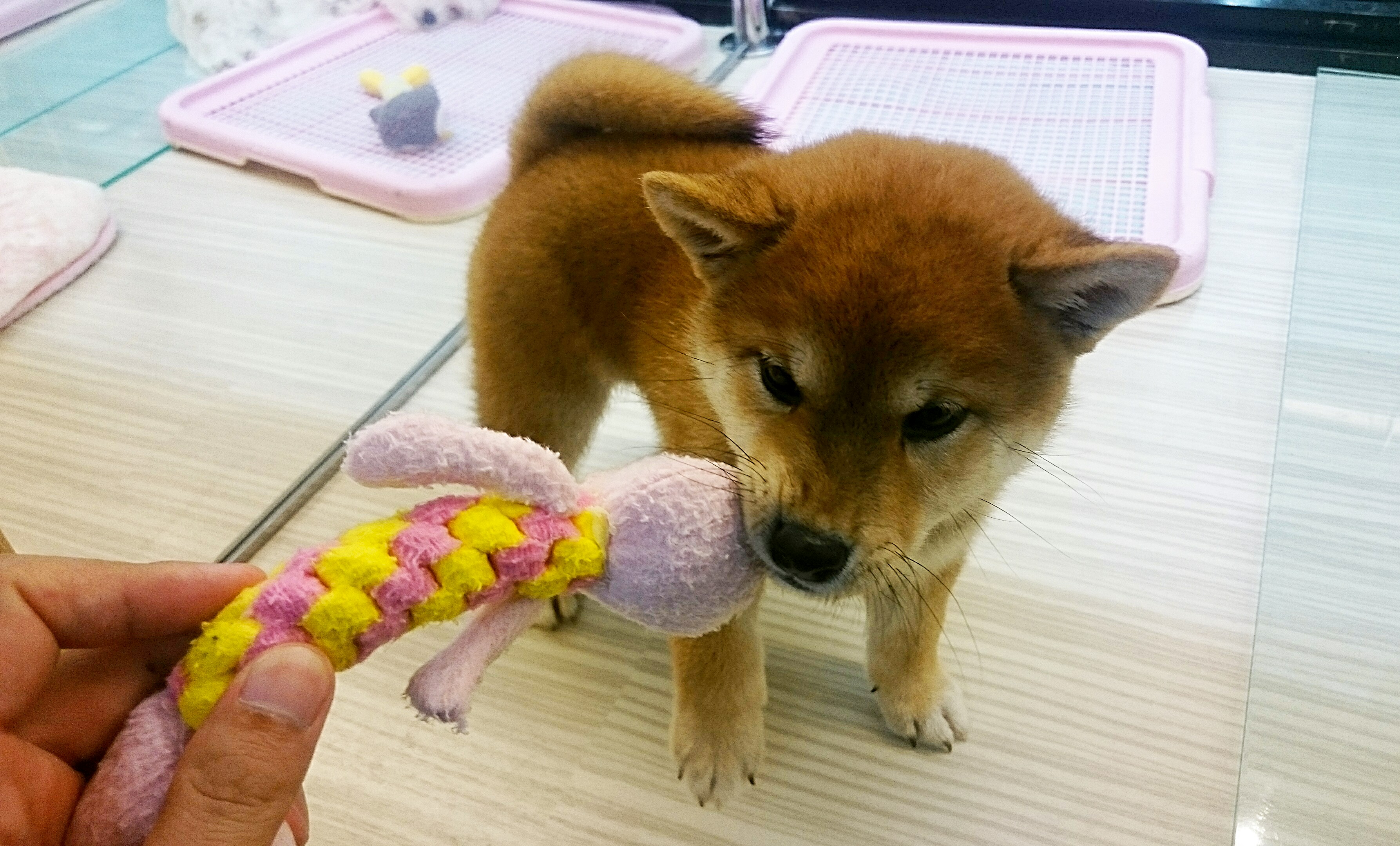 柴犬 - マルワン武蔵浦和店