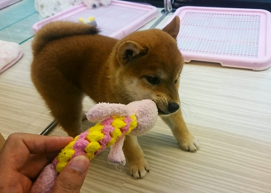 柴犬 - マルワン武蔵浦和店