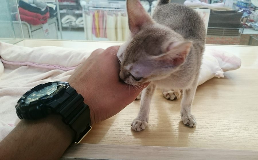 シンガプーラ - マルワン志村坂下店