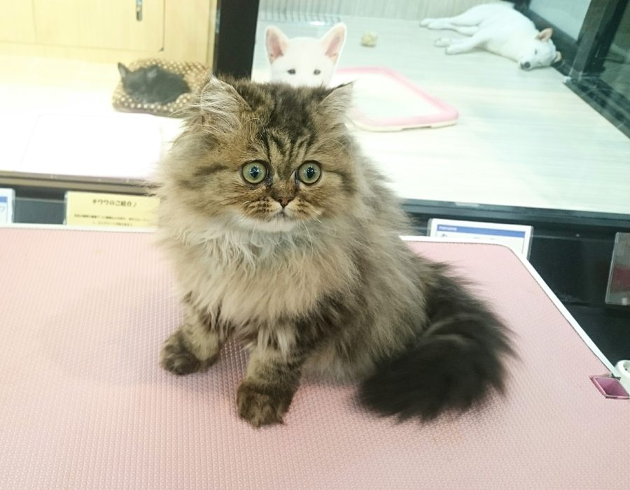 「ペルシャ」と「チンチラ」は同じ猫種 | ペルシャ - マルワン武蔵浦和店