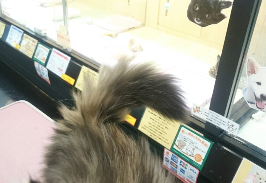 もふもふ尻尾 | ペルシャ - マルワン武蔵浦和店