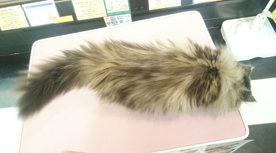 もふもふ尻尾 | ペルシャ - マルワン武蔵浦和店