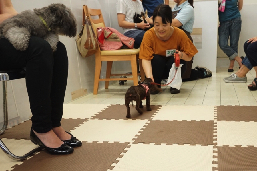 あずきちゃん 「あっ。ダメだ…」とおもむろにママさんはおやつを取り出しました（笑） | 【パピー教室】マルワン白楽店＆大倉山店合同イベント!アニコムパピー教室午後の部