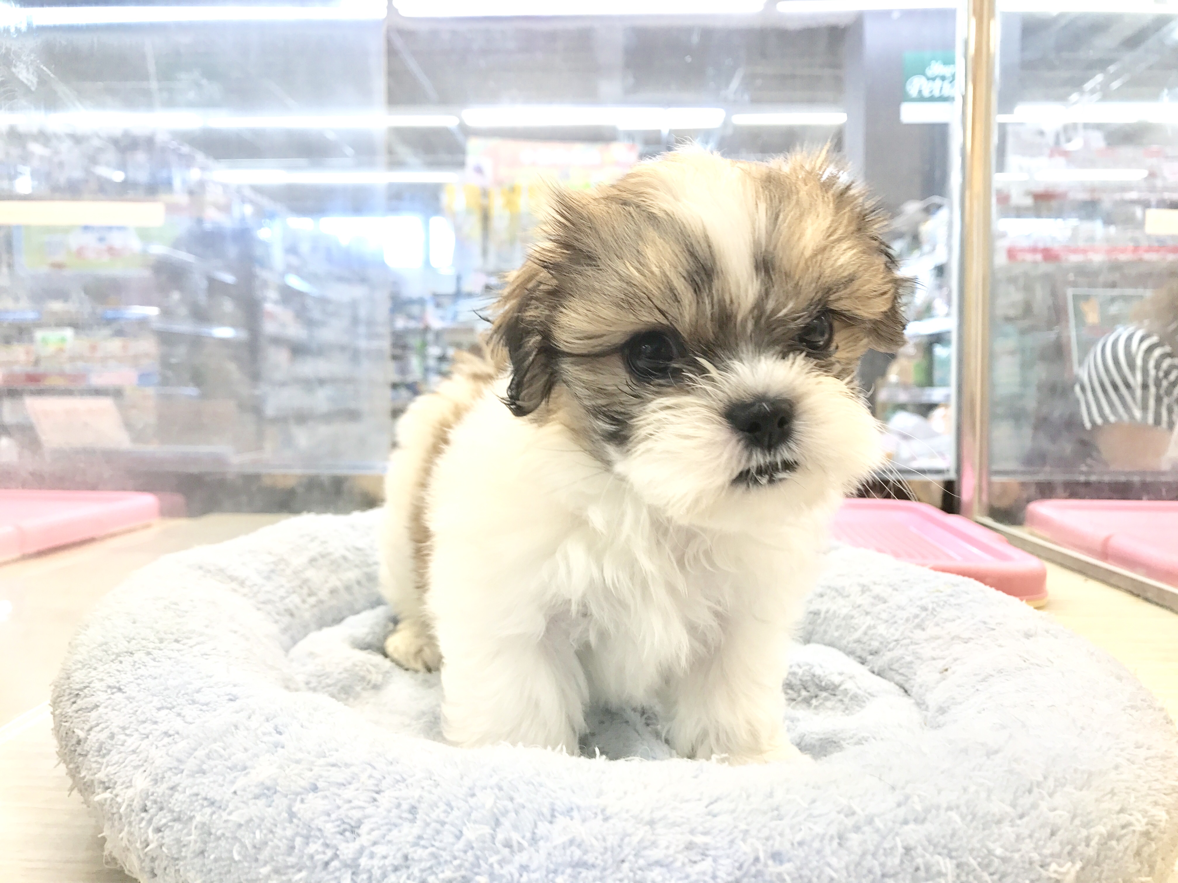 MIX犬（マルチーズ×シーズー） - マルワン梅島店