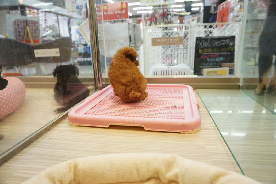 トイ・プードル - マルワン大倉山店