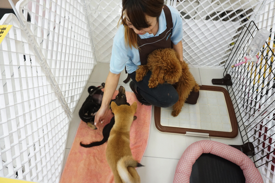 さっきまでお腹を出すことを嫌がっていた黒柴子もご覧の通り | トレーニングスペース AREA125 - マルワン大倉山店