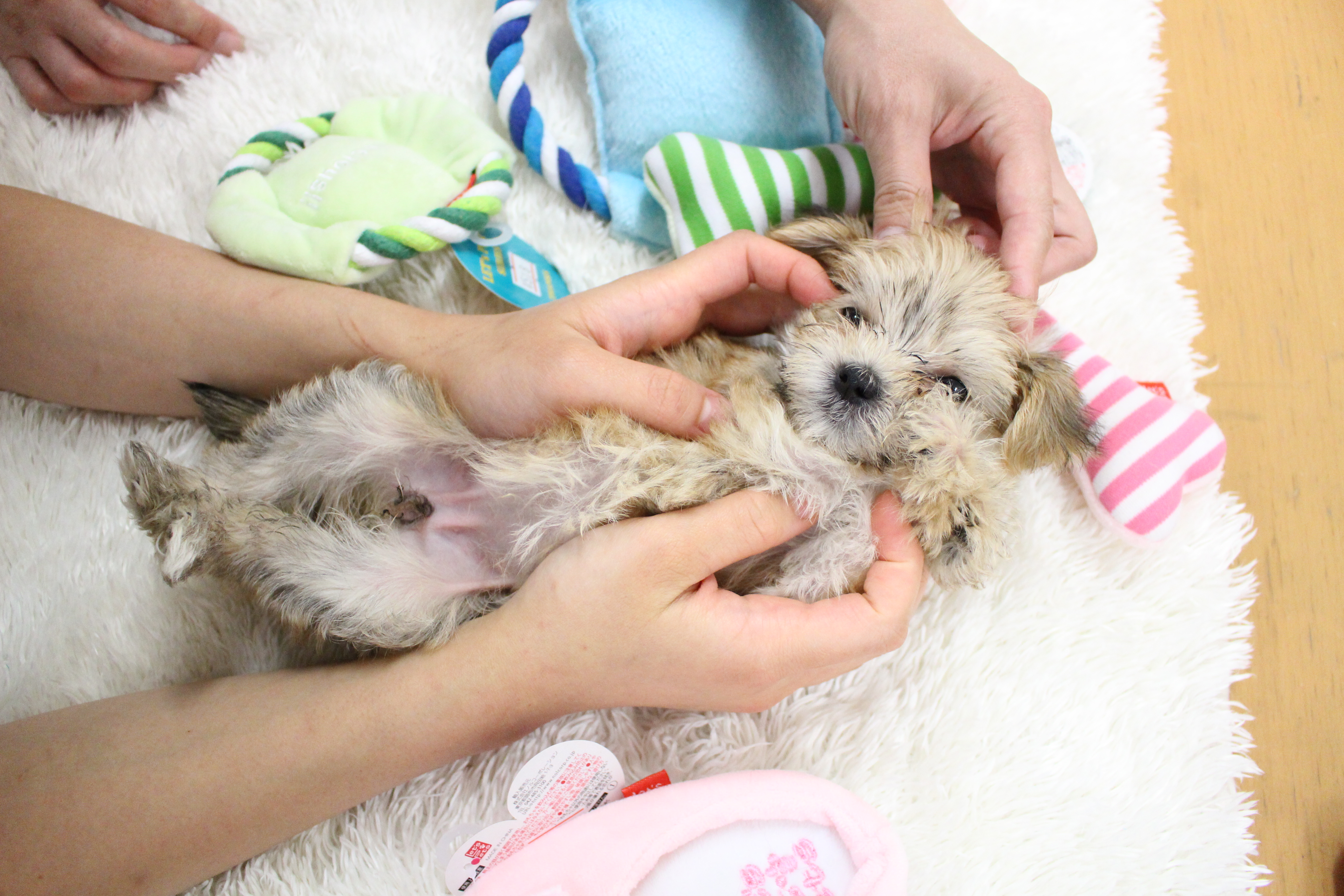 少し、うとうと。。。 | ミックス犬 (マルチーズ×ヨークシャーテリア) - マルワン白楽店