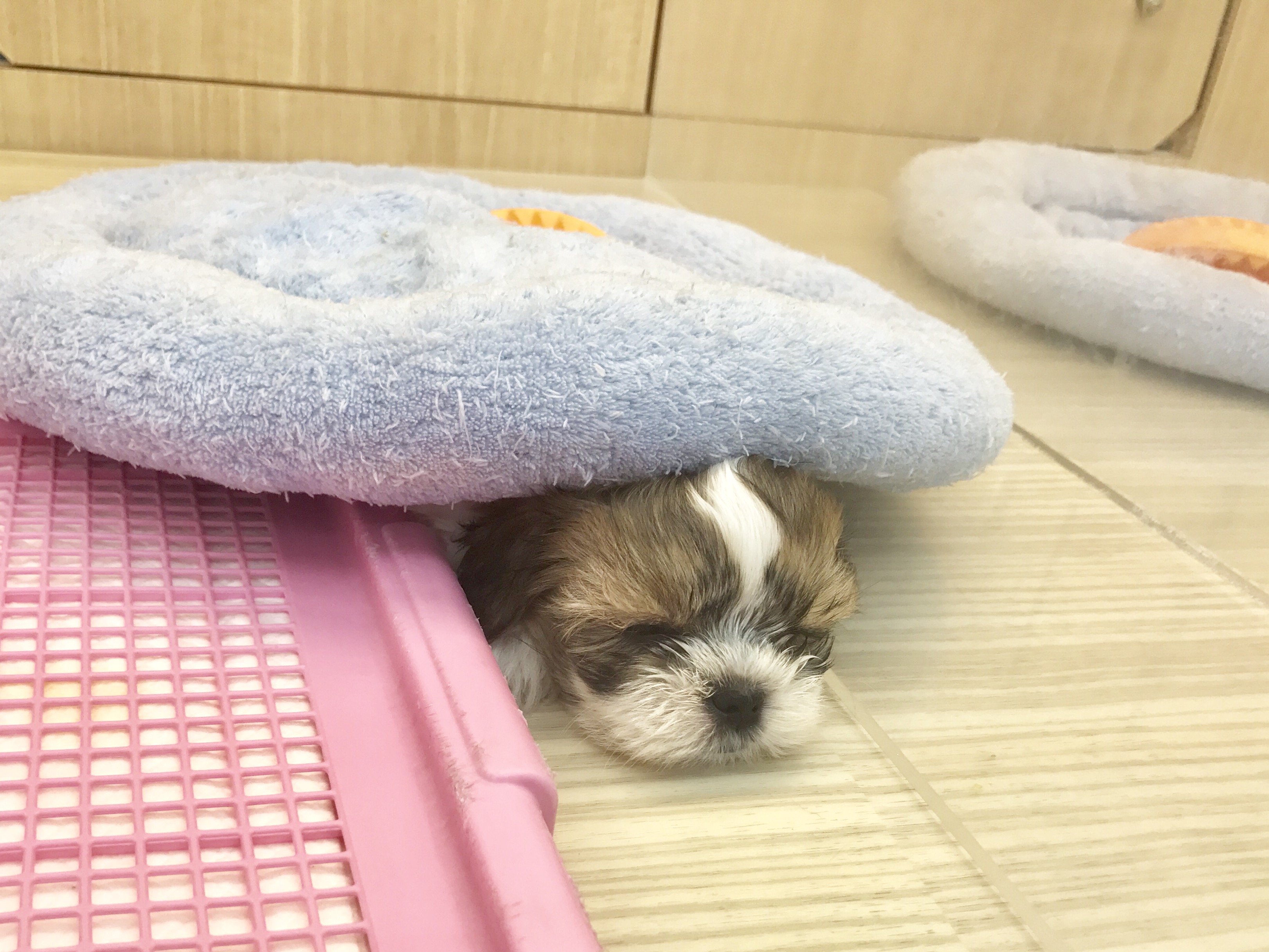 MIX犬（マルチーズ×シーズー） - マルワン梅島店