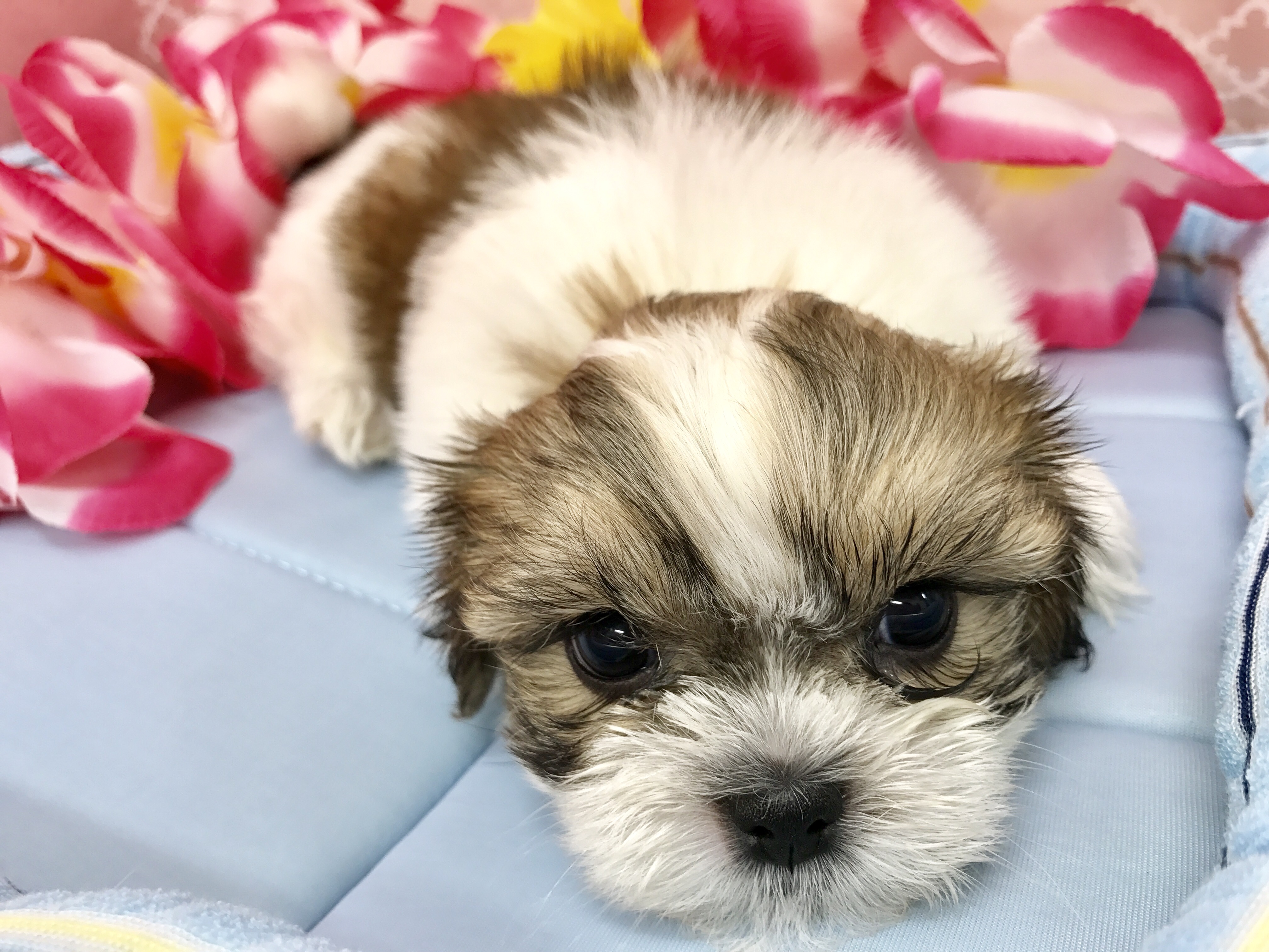 MIX犬（マルチーズ×シーズー） - マルワン梅島店