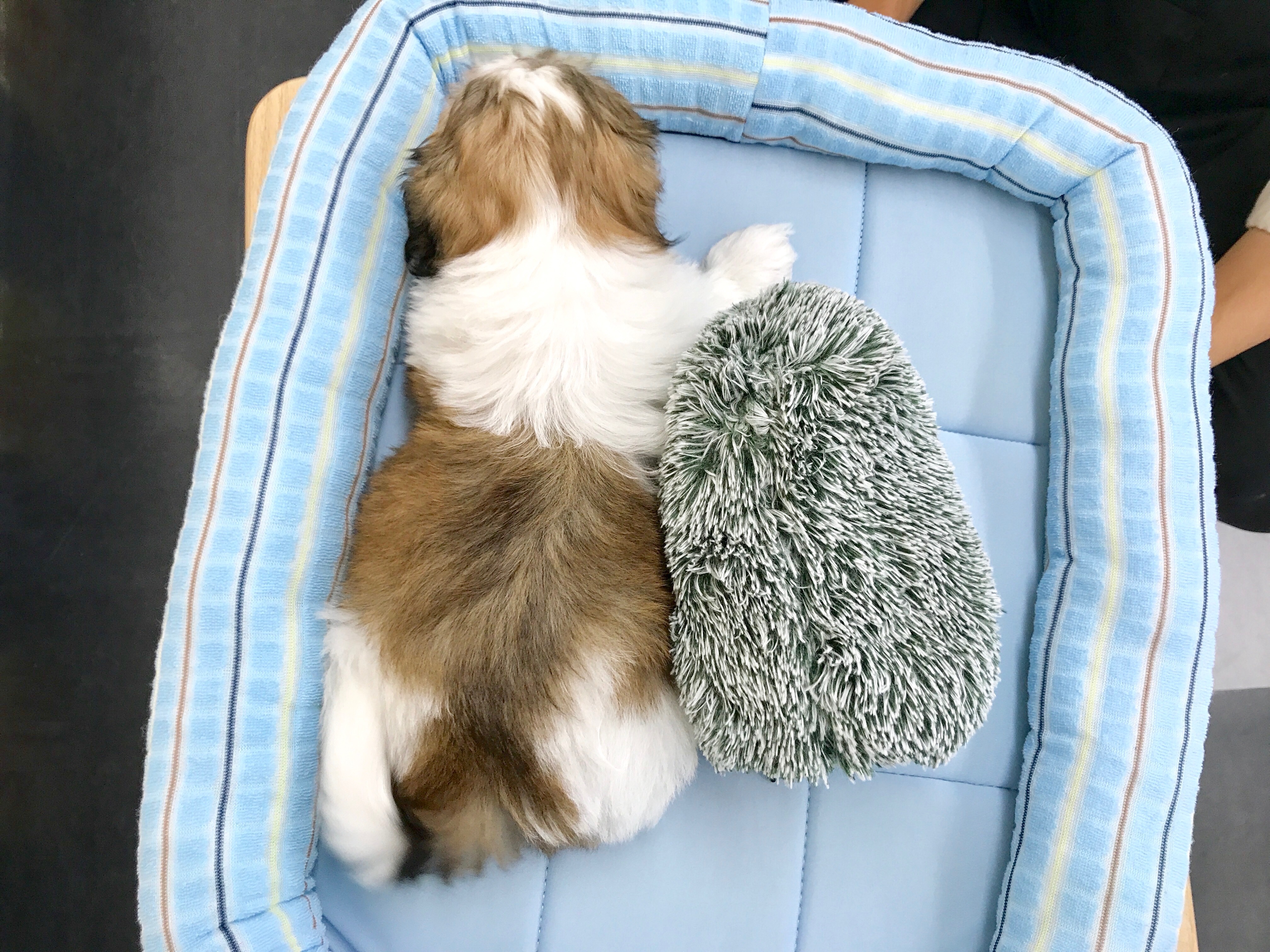 MIX犬（マルチーズ×シーズー） - マルワン梅島店