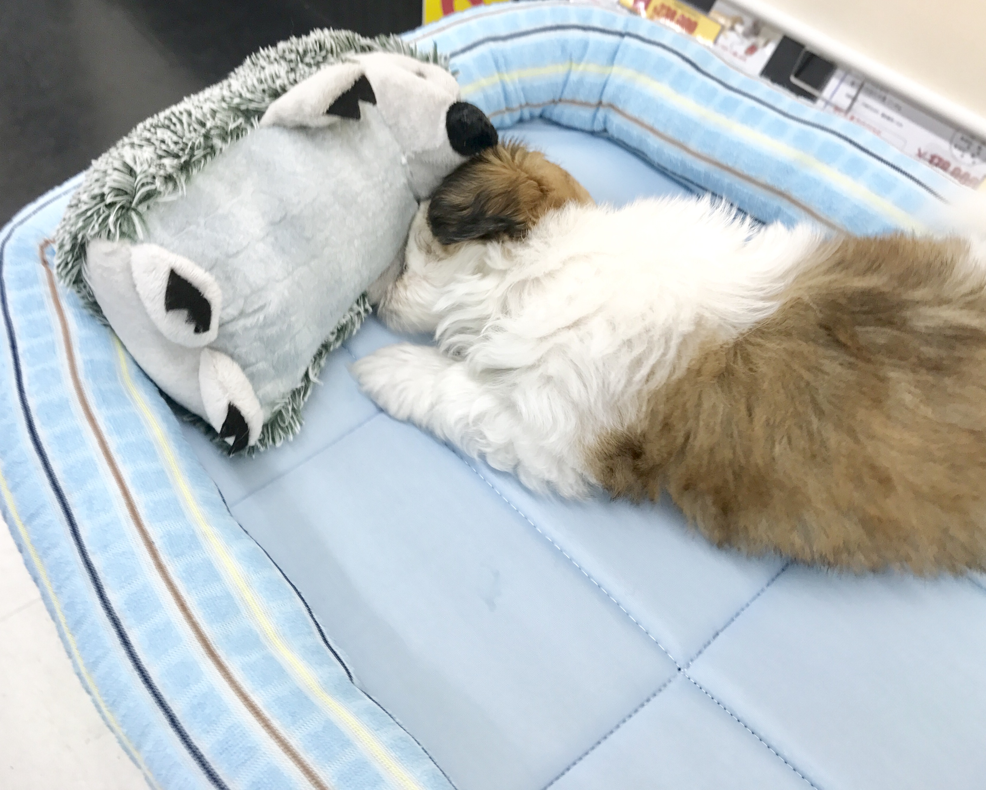 MIX犬（マルチーズ×シーズー） - マルワン梅島店