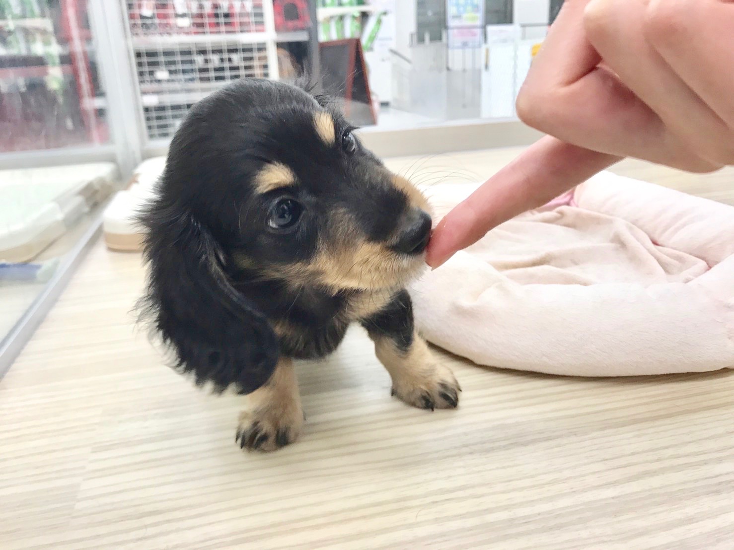 ミニチュア・ダックフント - マルワン東日暮里店