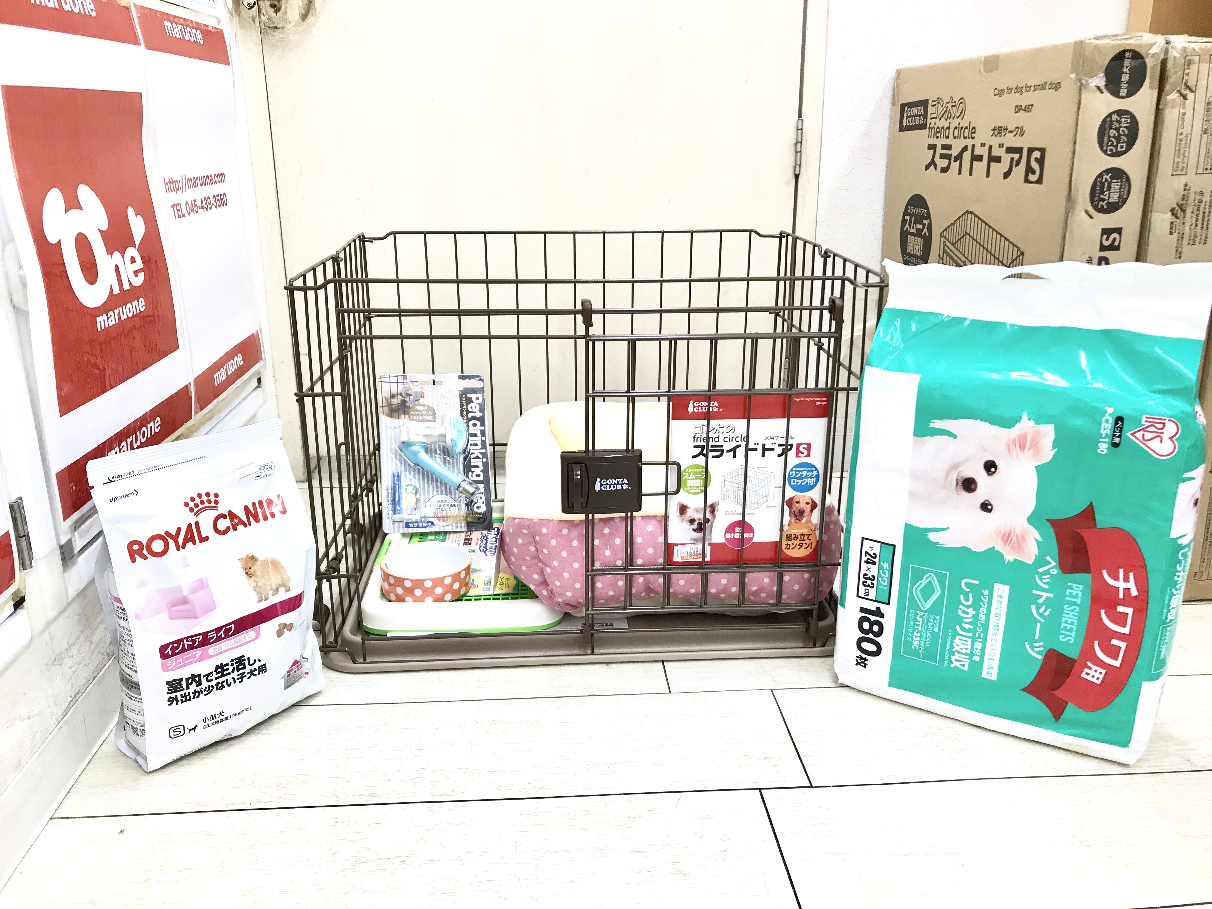 チワワ - マルワン白楽店