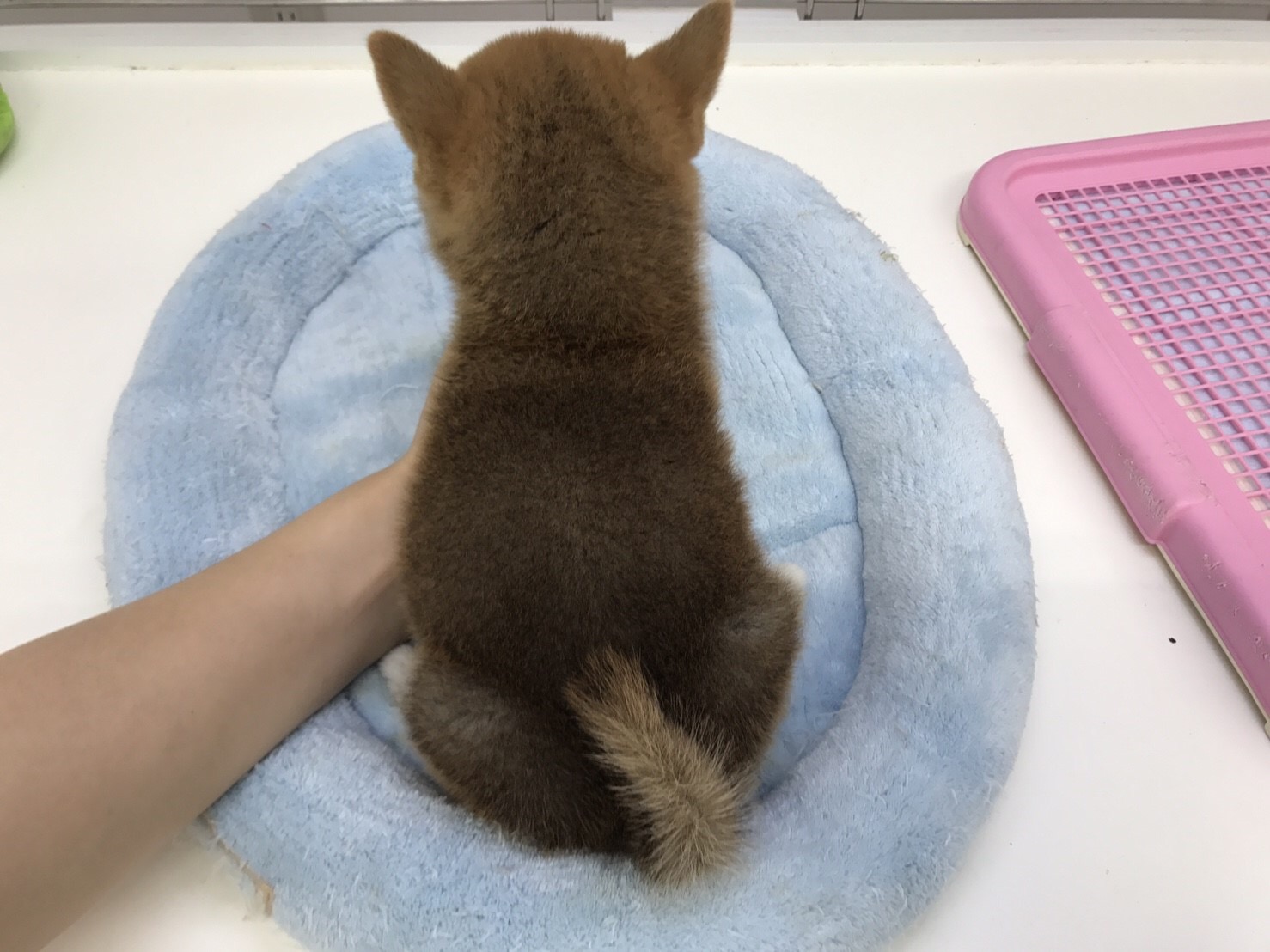 柴犬 - マルワン東日暮里店