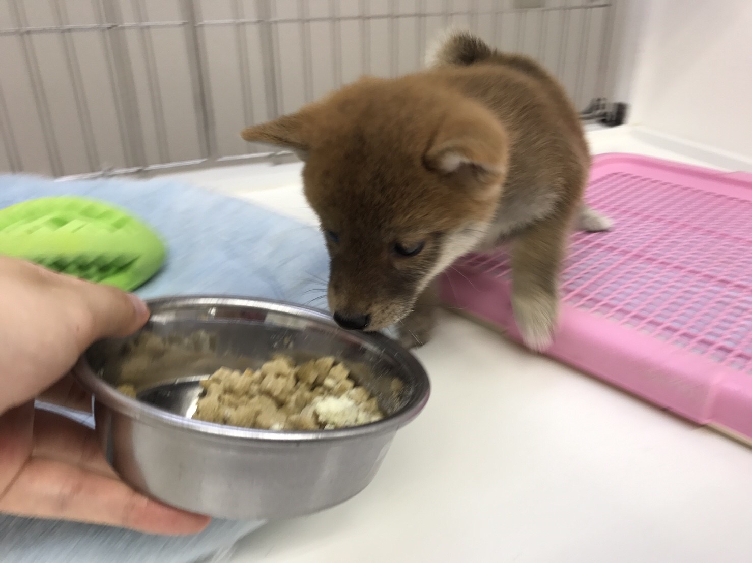 柴犬 - マルワン東日暮里店
