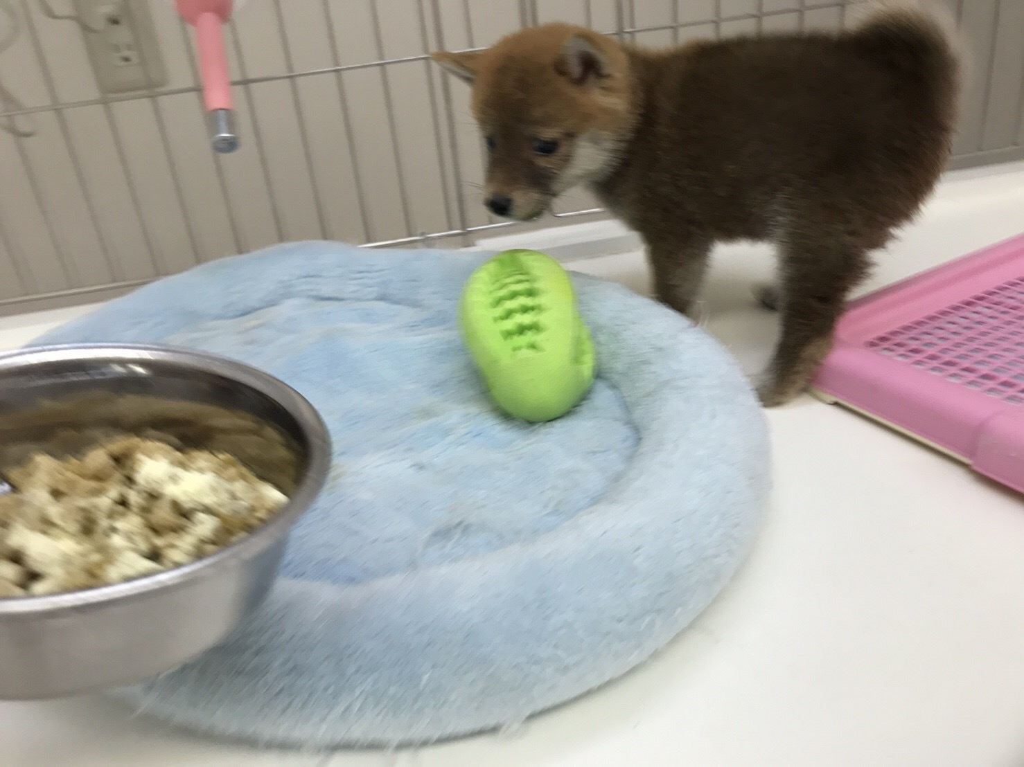 柴犬 - マルワン東日暮里店