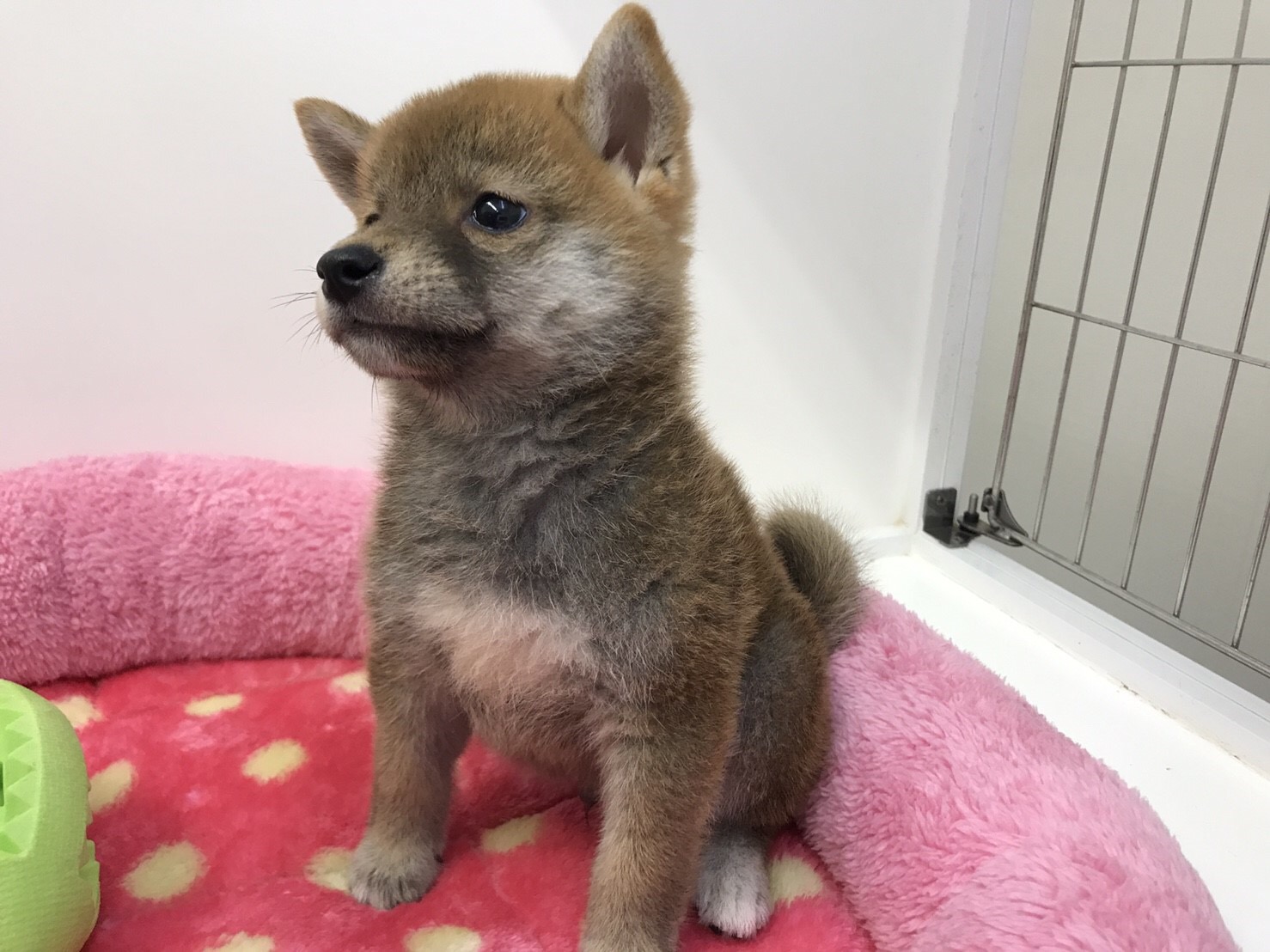 柴犬 - マルワン東日暮里店