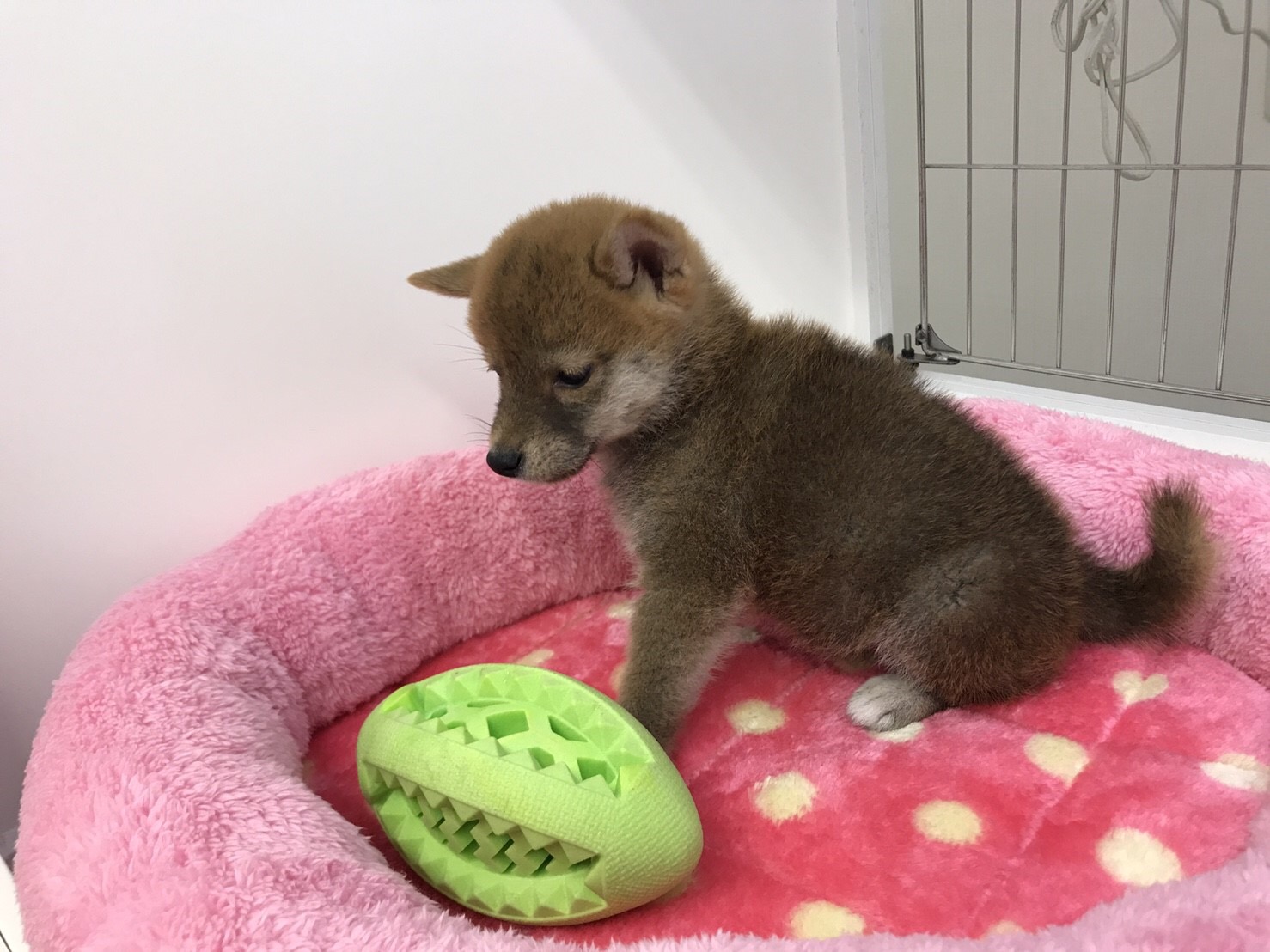 柴犬 - マルワン東日暮里店